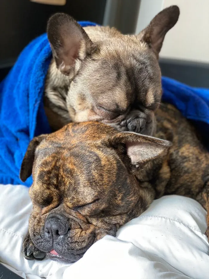 Best Pals
