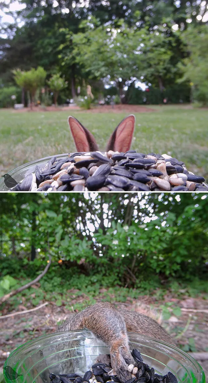 Rabbit