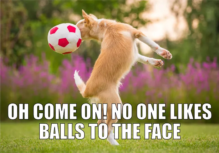 17 Spot-On Funny Pet Memes About Quarantine By Comedy Pet Photo Awards