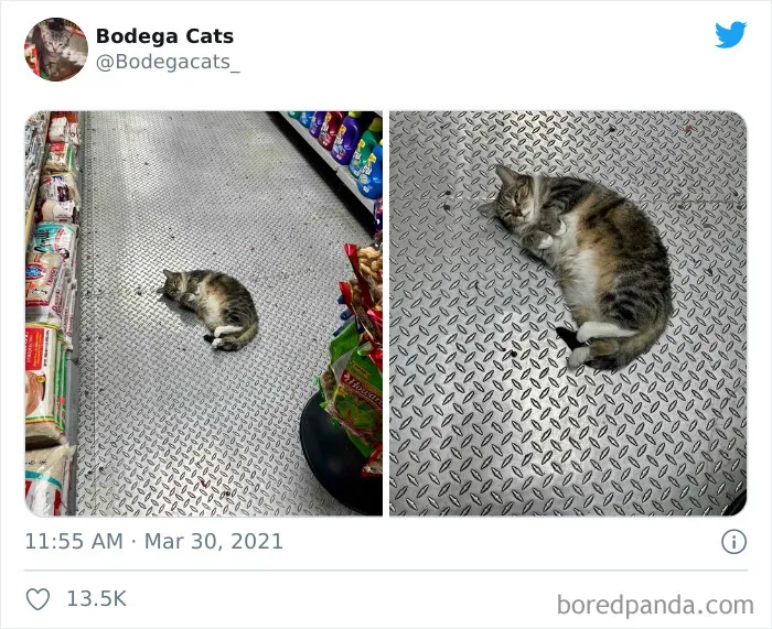 Esta cuenta de Twitter colecciona fotos de gatos en tiendecitas actuando como si fueran los dueños (50 fotos nuevas)