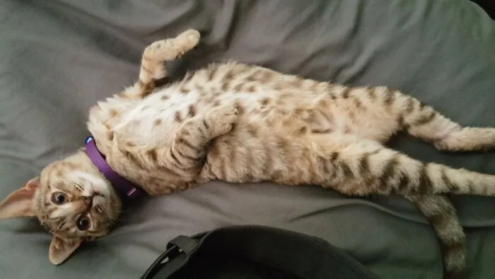 Rescue Kitty Shows Off Dat Belleh