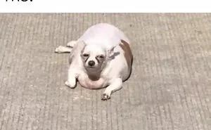 Hey Pandas, Post The Funniest Pet Meme You Can Find (Closed)