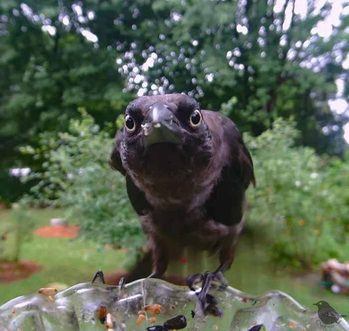 Common Grackle
