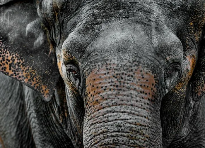 I’ve Been Photographing Wildlife For 15 Years, Here Are My 30 All-Time Favorite Photos