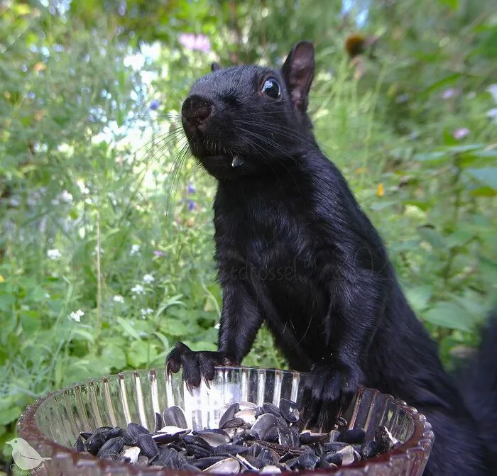 Squirrel