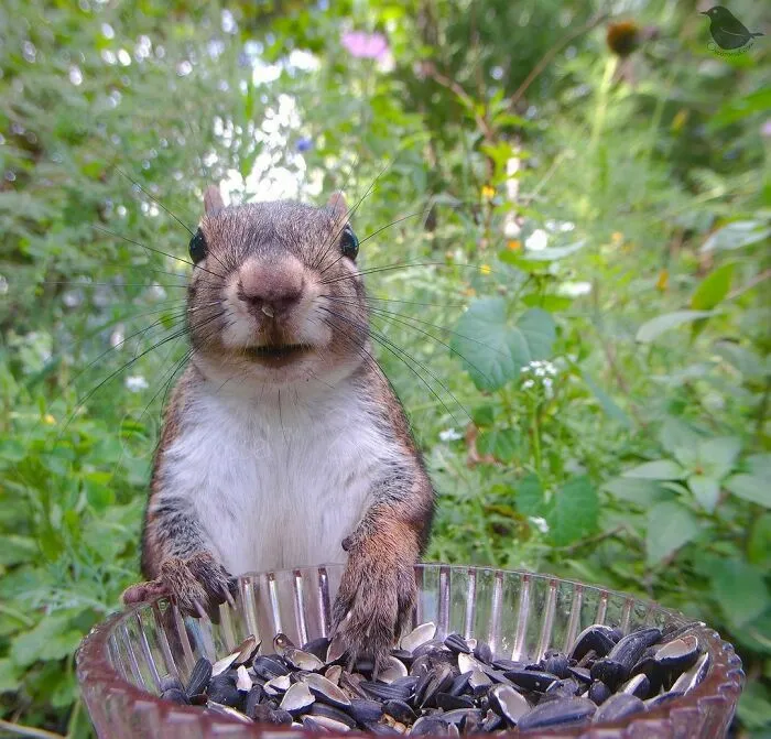 Squirrel