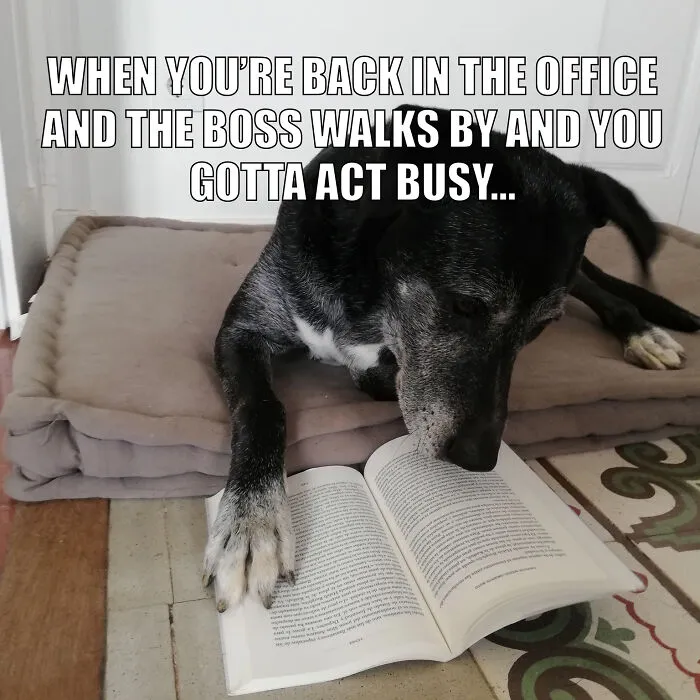 17 Spot-On Funny Pet Memes About Quarantine By Comedy Pet Photo Awards