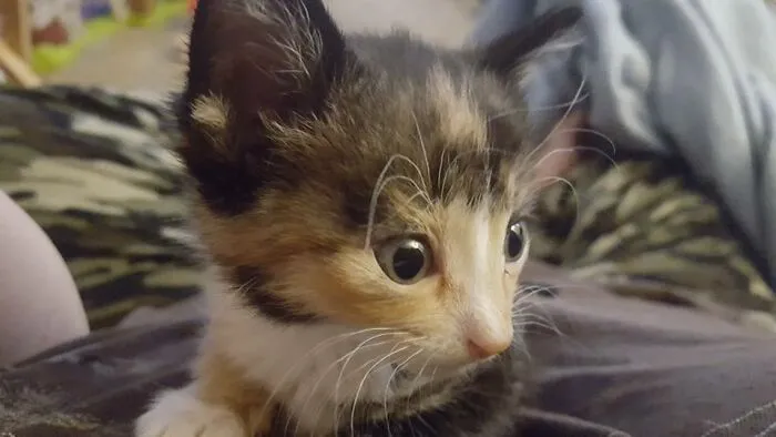 Our Cat Sassy...she Was (And Still Is) Soooo Cute