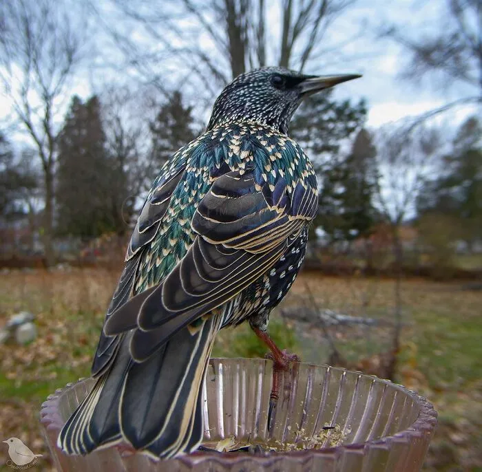 Starling