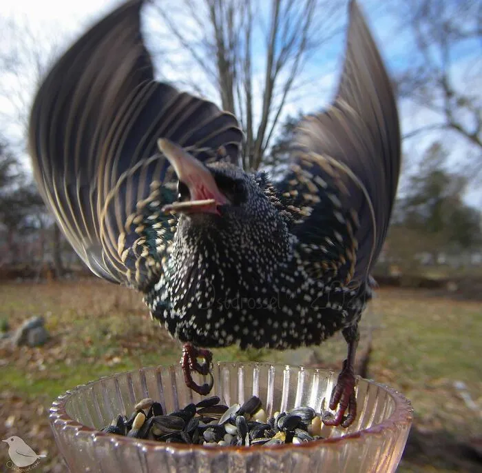 Starling
