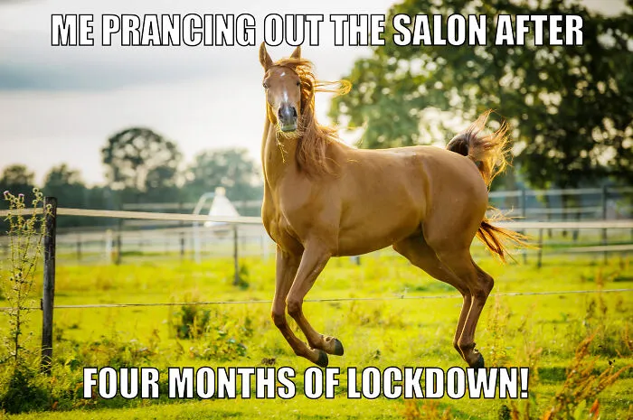 17 Spot-On Funny Pet Memes About Quarantine By Comedy Pet Photo Awards