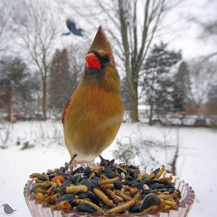 Cardinal