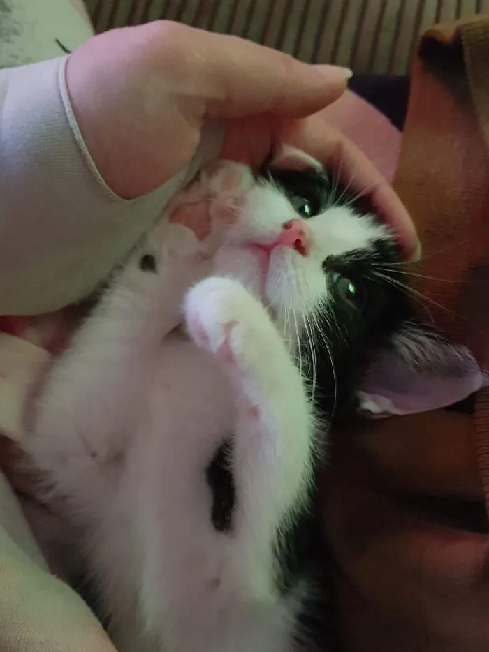 Getting To Know My Mothers Kitten, Cyndi Laupurr.