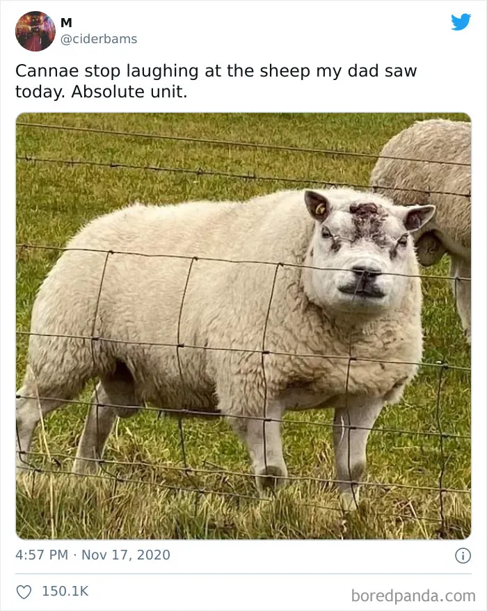 Baa Baa Motherf*©ke®s