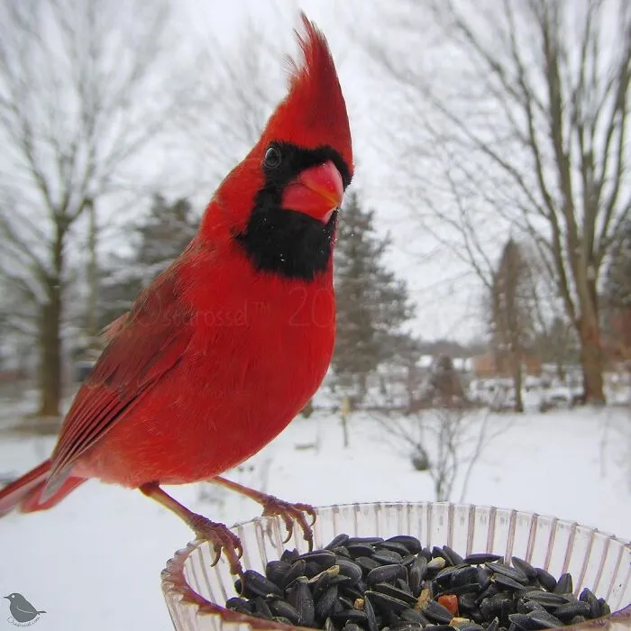 Cardinal