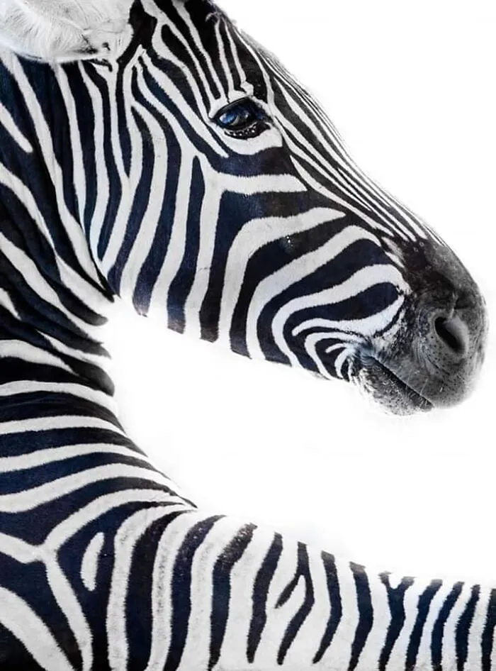 I’ve Been Photographing Wildlife For 15 Years, Here Are My 30 All-Time Favorite Photos