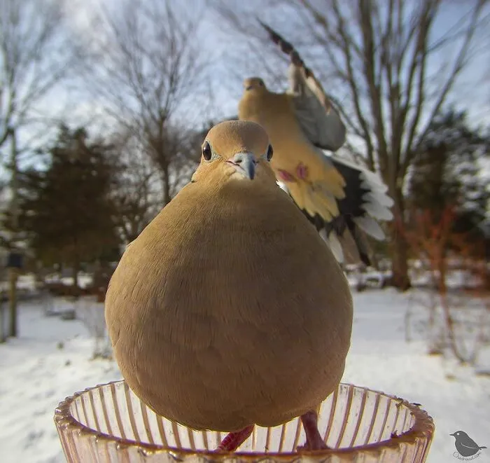 Mourning Doves