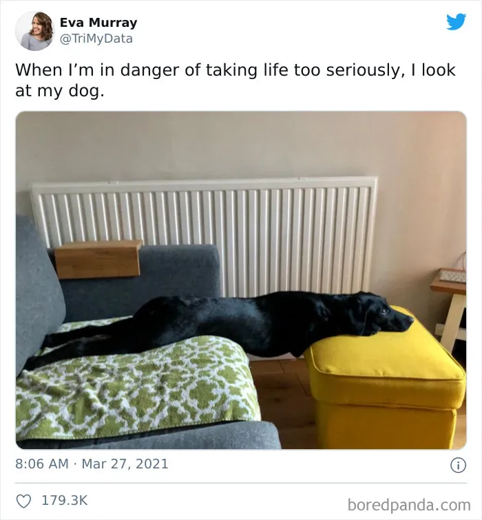 I Look At My Dog