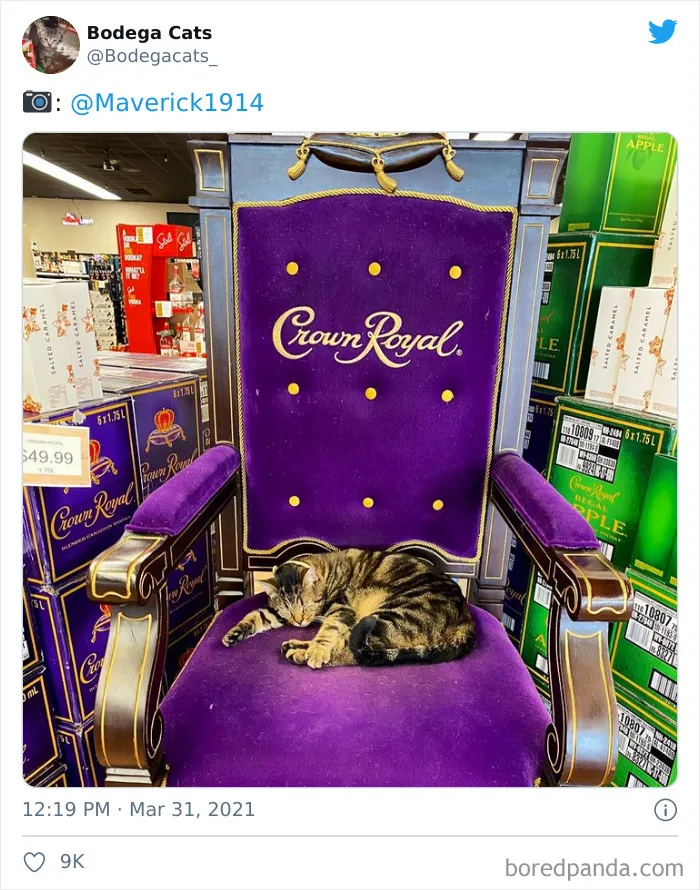 This Twitter Account Collects Photos Of Cats In Small Shops Looking Like They Own The Place (50 New Pics)