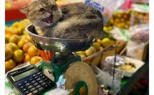 This Twitter Account Collects Photos Of Cats In Small Shops Looking Like They Own The Place (50 New Pics)