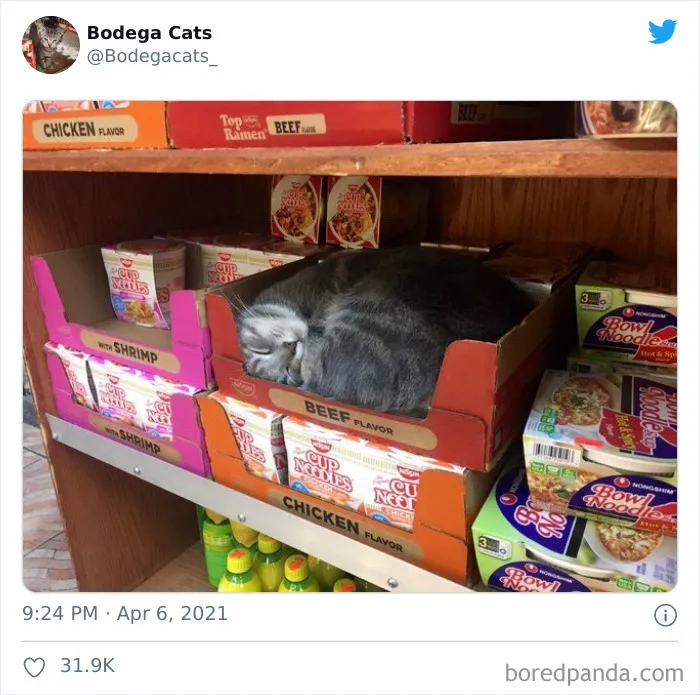 Esta cuenta de Twitter colecciona fotos de gatos en tiendecitas actuando como si fueran los dueños (50 fotos nuevas)