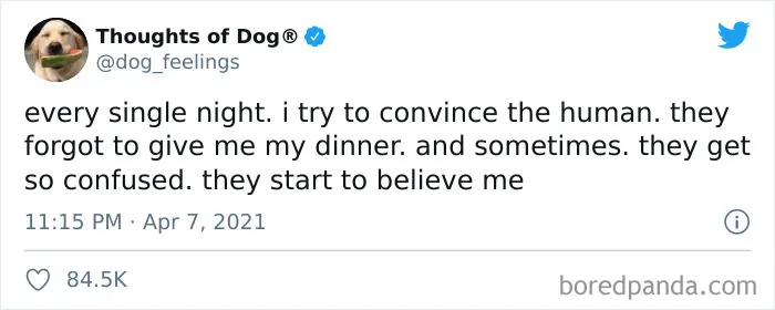 40 Of The Most Hilarious And Wholesome Dog Thoughts, As Shared By This Twitter Account (New Pics)