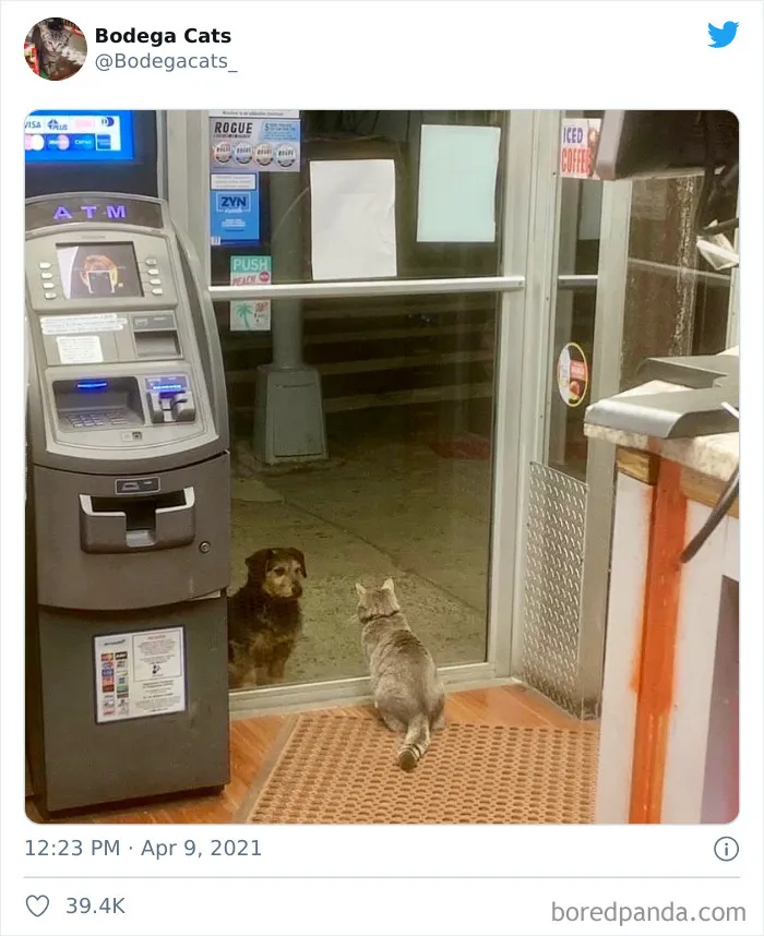 This Twitter Account Collects Photos Of Cats In Small Shops Looking Like They Own The Place (50 New Pics)