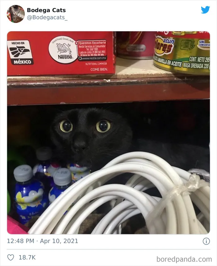 Esta cuenta de Twitter colecciona fotos de gatos en tiendecitas actuando como si fueran los dueños (50 fotos nuevas)