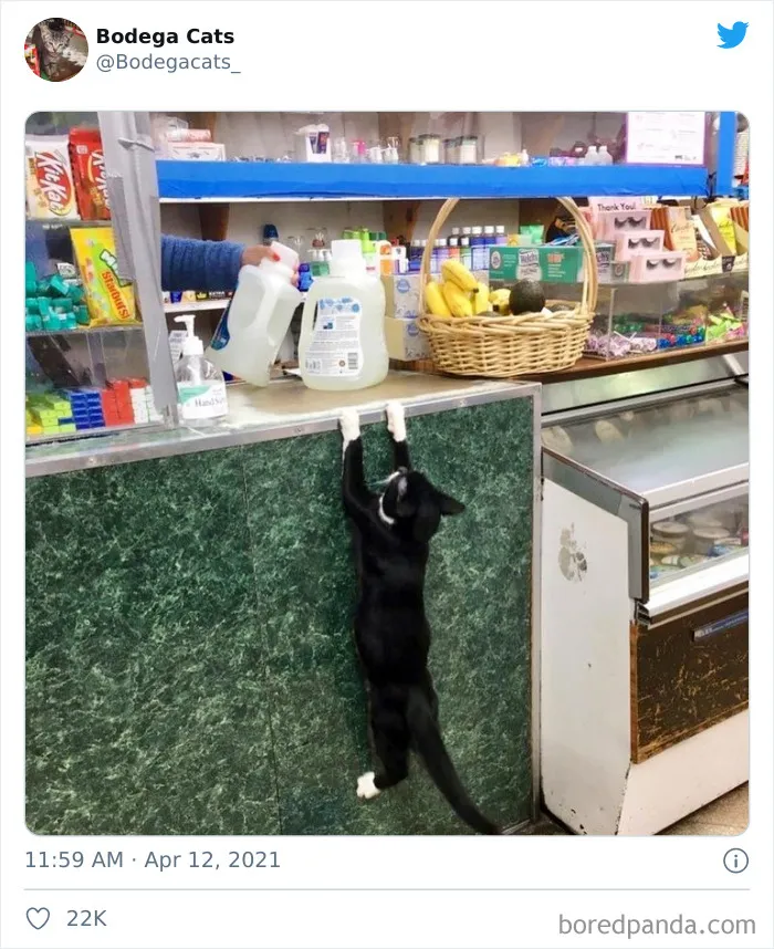 Esta cuenta de Twitter colecciona fotos de gatos en tiendecitas actuando como si fueran los dueños (50 fotos nuevas)