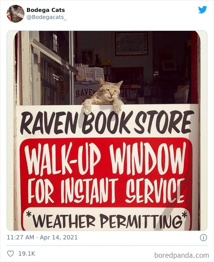 This Twitter Account Collects Photos Of Cats In Small Shops Looking Like They Own The Place (50 New Pics)