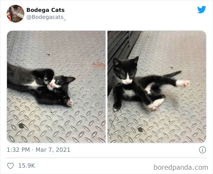Esta cuenta de Twitter colecciona fotos de gatos en tiendecitas actuando como si fueran los dueños (50 fotos nuevas)