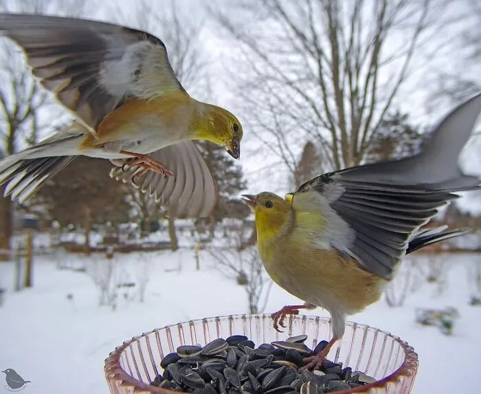 American Goldfinches