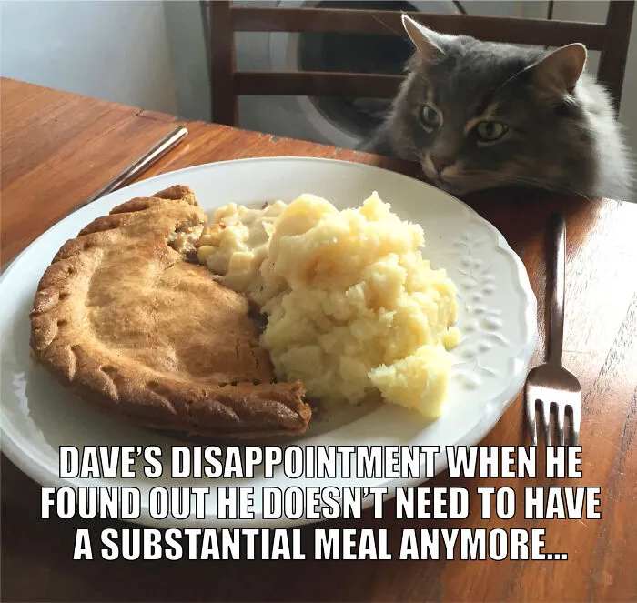 17 Spot-On Funny Pet Memes About Quarantine By Comedy Pet Photo Awards