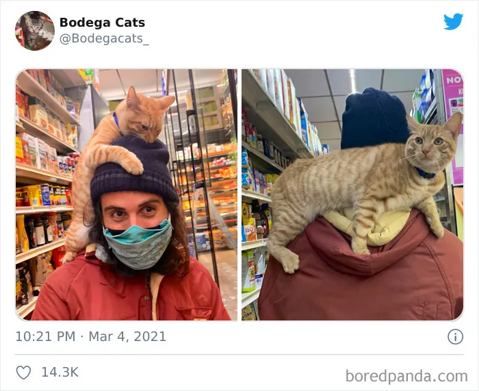 Esta cuenta de Twitter colecciona fotos de gatos en tiendecitas actuando como si fueran los dueños (50 fotos nuevas)