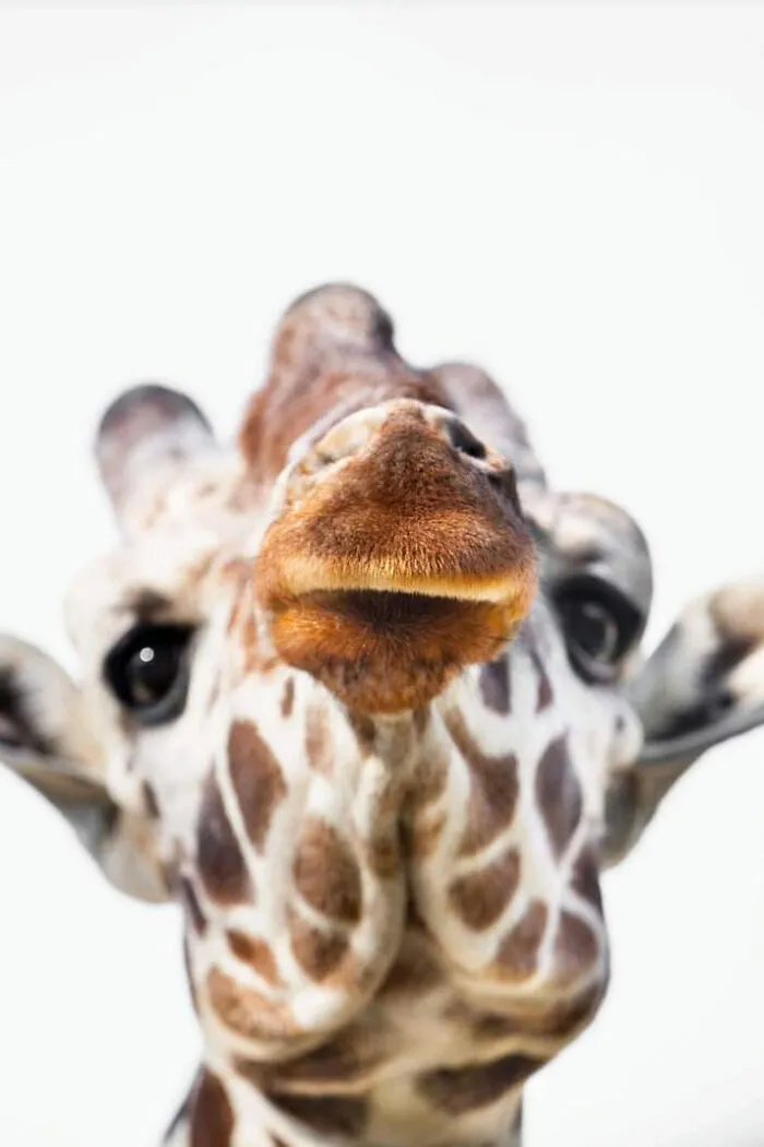 I’ve Been Photographing Wildlife For 15 Years, Here Are My 30 All-Time Favorite Photos