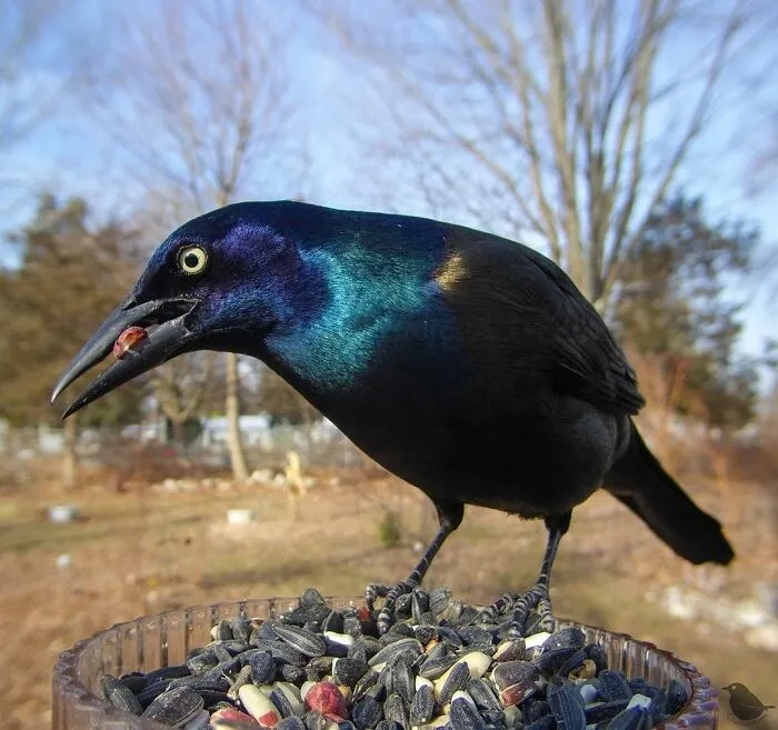 Grackle