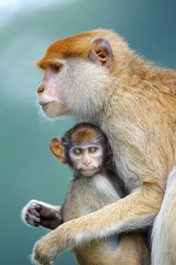 Wildlife-Photography-Animals-Best-Photos-Goran-Anastasovski