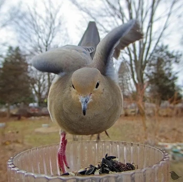 Mourning Dove
