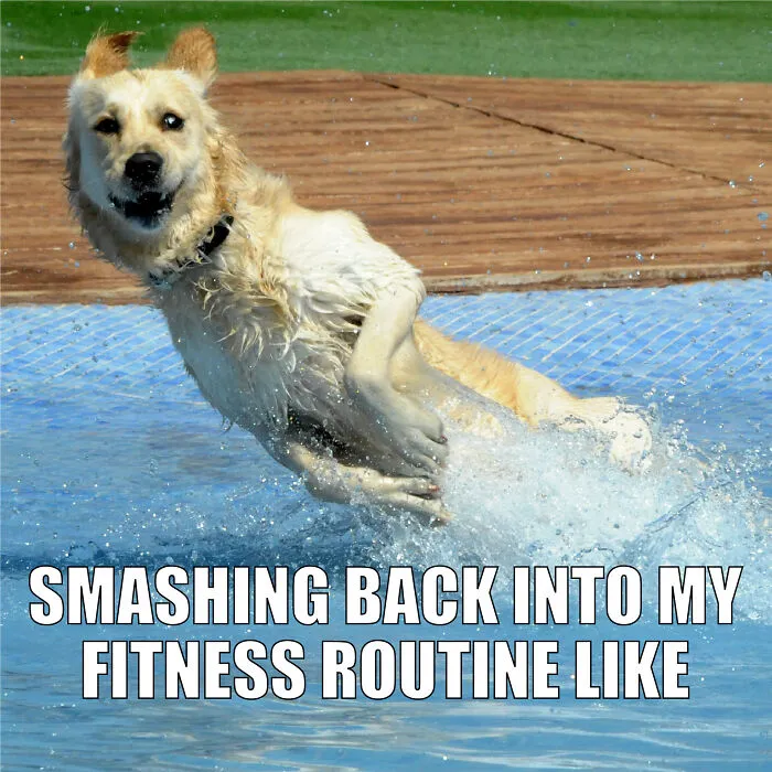 17 Spot-On Funny Pet Memes About Quarantine By Comedy Pet Photo Awards
