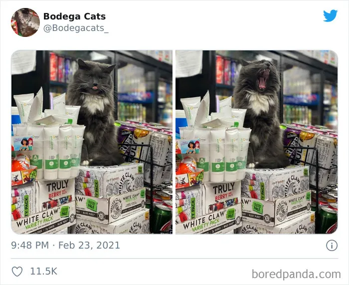 Esta cuenta de Twitter colecciona fotos de gatos en tiendecitas actuando como si fueran los dueños (50 fotos nuevas)