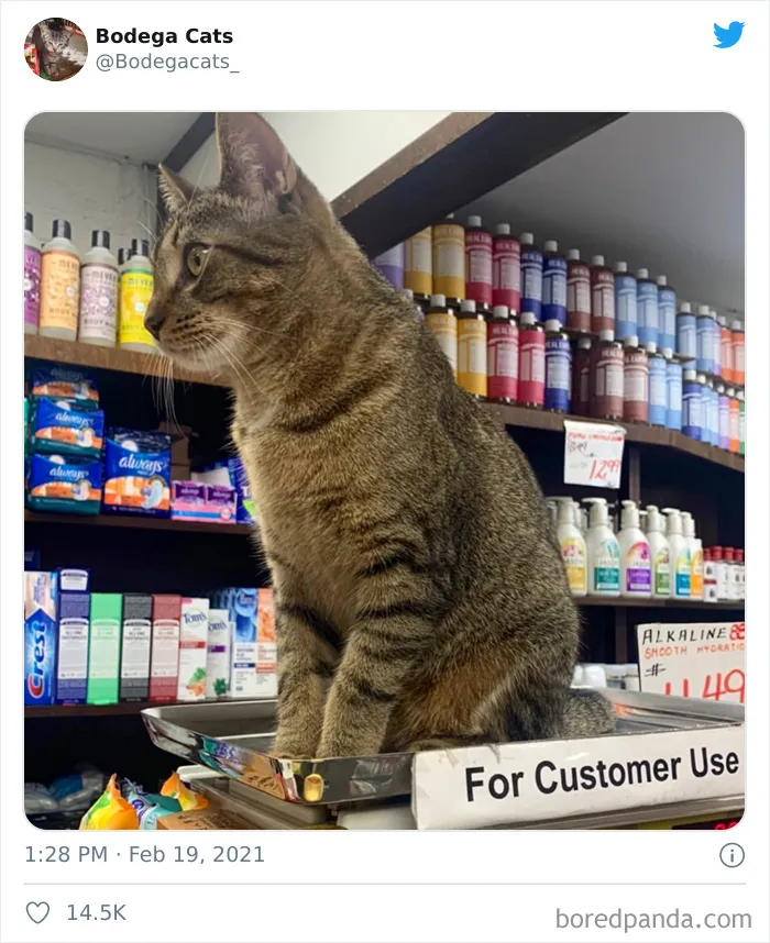 Esta cuenta de Twitter colecciona fotos de gatos en tiendecitas actuando como si fueran los dueños (50 fotos nuevas)