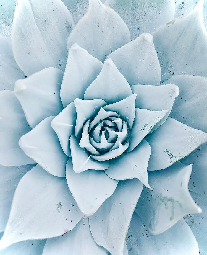 A Frosty Succulent