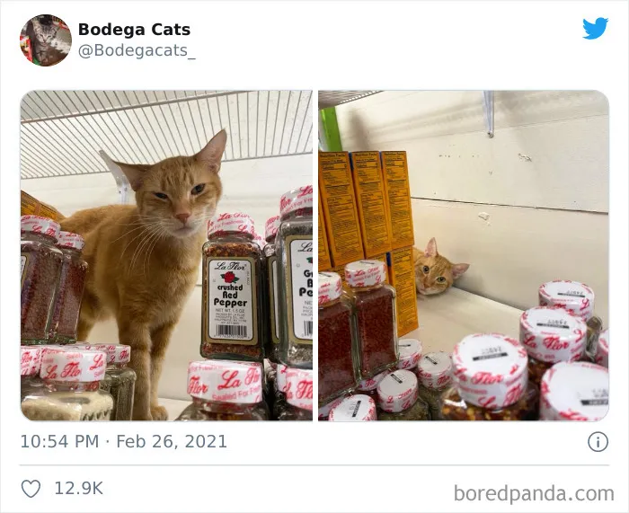 Esta cuenta de Twitter colecciona fotos de gatos en tiendecitas actuando como si fueran los dueños (50 fotos nuevas)