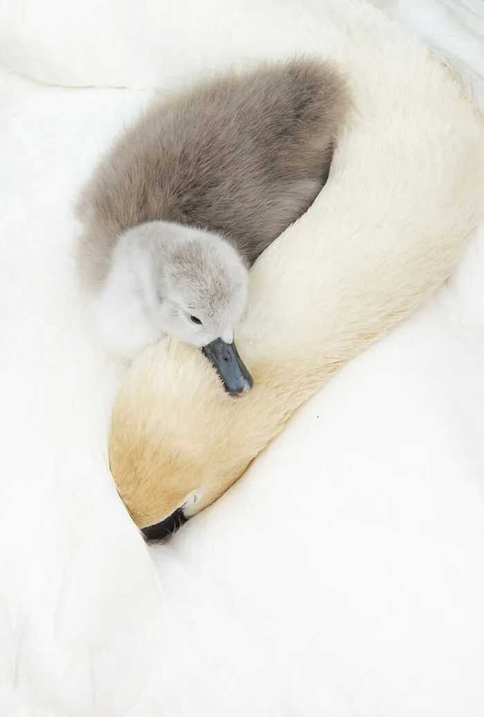 Mute Swan By Andy Parkinson