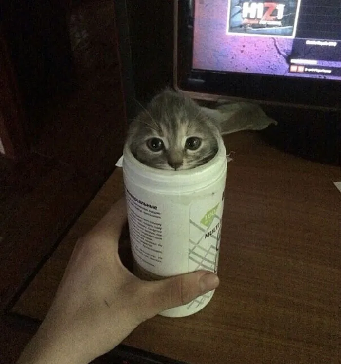 40 Pics Of Cats In Places They Shouldn’t Be, But They Are Because They Can, Shared By This Twitter Account