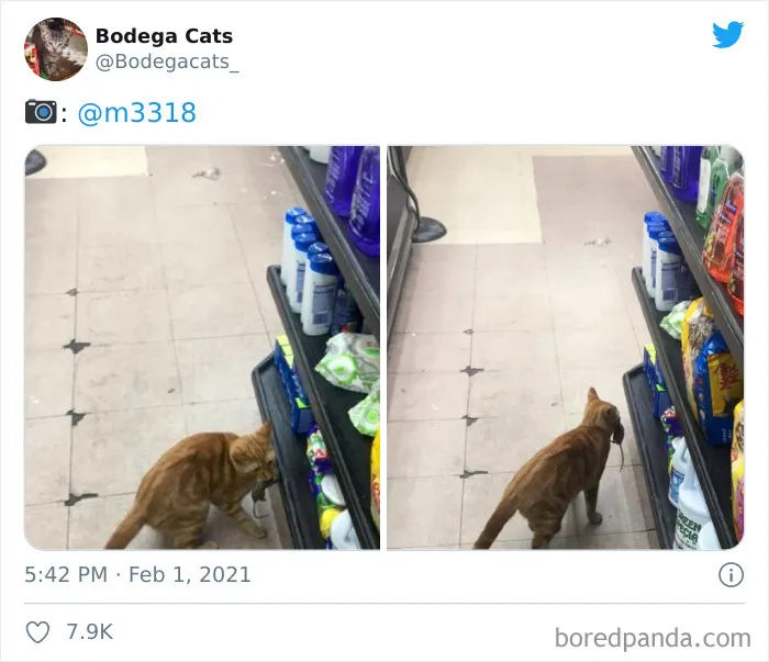 This Twitter Account Collects Photos Of Cats In Small Shops Looking Like They Own The Place (50 New Pics)