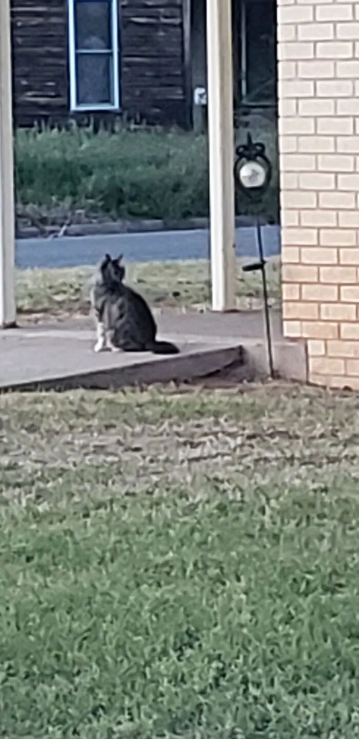 One Of The Pets Of The Apartment Complex