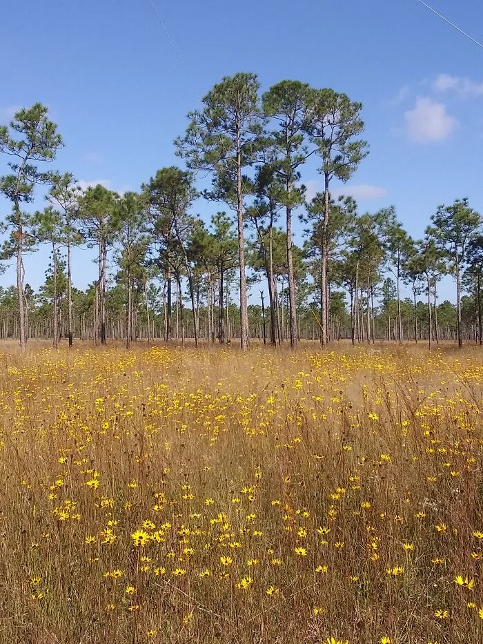 Flower Field