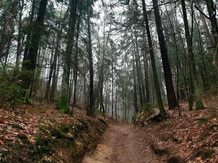 Spontaneous Walk In The Forest