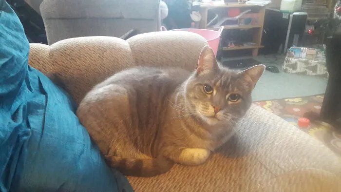 Millie, Told She Was Antisocial When Adopted. She Just Needed To Learn To Trust, My Little Cuddlebug!